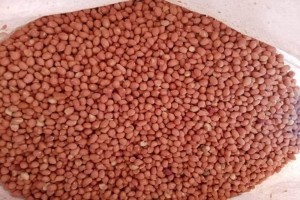 Peanut from Sudan