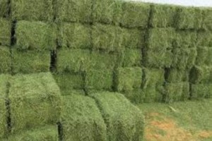 Alfalfa from Sudan