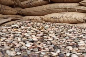 CASHEW from Senegal