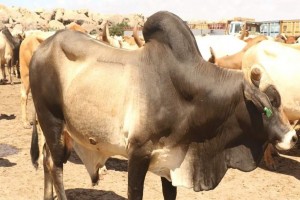 Cattle from Somalia