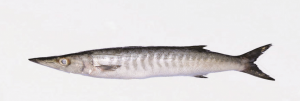 Fisch from Somalia