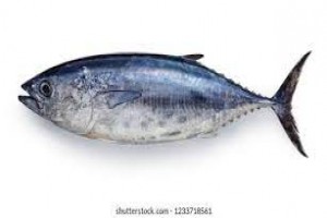 sOMaLI whOLESALE FIsh from Somalia