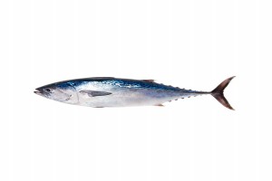 Fish from Somalia