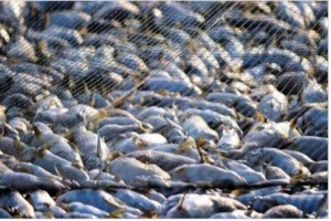 Fish from Somalia
