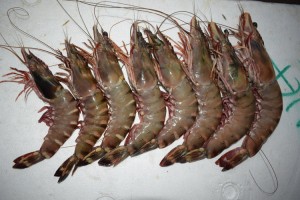 Lobster from Somalia