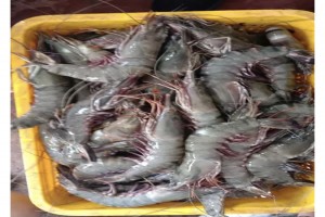 Sea Cucumber lobster and Shrimps. from Somalia