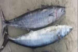 Fish from Somalia