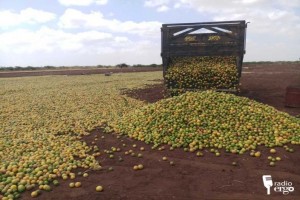 Dry Lemon from Somalia