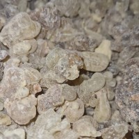 Boswellia carterii from Somalia