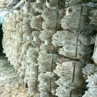 Fresh Oyster Mushrooms from Swaziland (Eswatini)