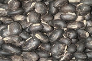 Coffee Beans from Swaziland (Eswatini)