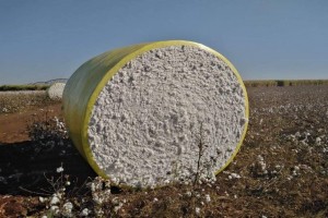 Cotton from Swaziland (Eswatini)