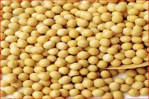 Soyabean from Togo