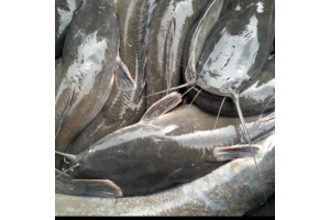 Catfish in Togo from Togo