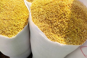 Organic Soya Beans from Togo