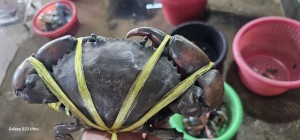 Live Mud Crab from Thailand from Thailand