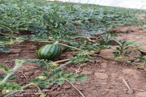 Watermelon from Tunisia
