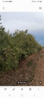 Olive oil from Tunisia