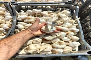 Garlic exporting Turkey/ Kastamonu from Turkey