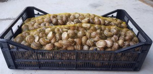 Escargot from Turkey