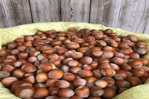 Hazelnuts in Shell from Turkey