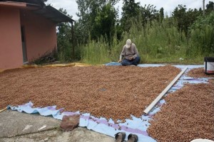 HAZELNUTS from Turkey