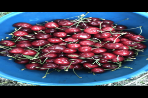 Cherry from Turkey
