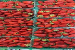 Strawberries from Turkey