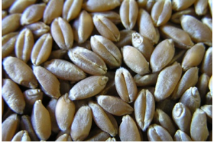 Wheat from Turkey