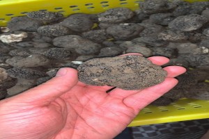 truffle from turkie from Turkey