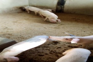 Piglets from Tanzania