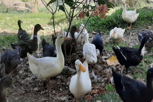 Ducks (live or slaughtered) from Tanzania