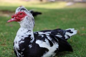 ducks meat from Tanzania