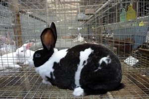 Rabbit from Tanzania