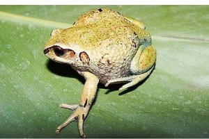 Frogs from Tanzania