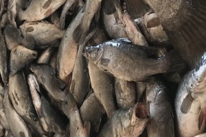 Nile Perch from Tanzania