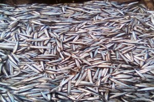 Sardine from Tanzania