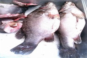 Perch fish from Tanzania