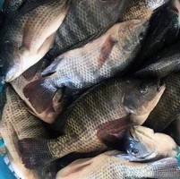 Frozen Tilapia from Tanzania