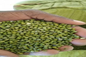 GREENGRAM BEANS from Tanzania