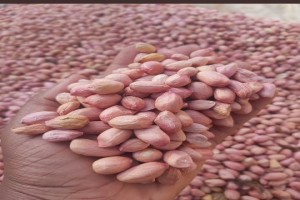 Ground nut (Peanut) from Tanzania