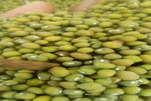 Green Mung Beans from Tanzania