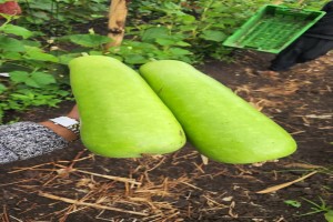 bottle guard from Tanzania