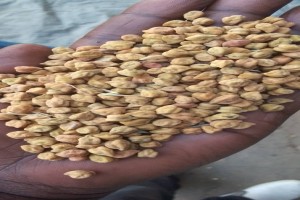 Cheack peas from Tanzania