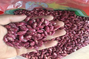 kidney beans for sale. whatsap +255742638024 from Tanzania