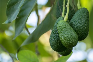 Avocado (Hass) from Tanzania