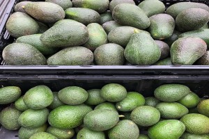Hass avocados from Tanzania