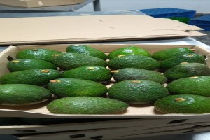 Avocados from Tanzania