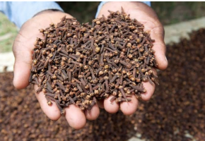 CLOVES from Tanzania