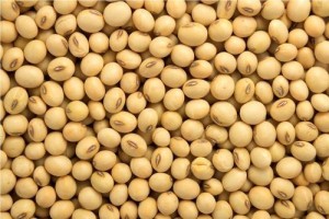 Soya Beans from Tanzania